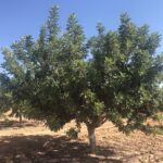 Arbol adulto algarrobo ceratonia silicua